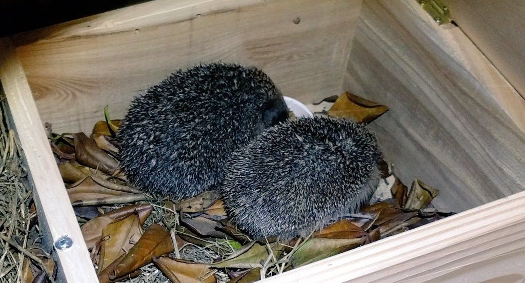 Two hedgehogs in the feeder