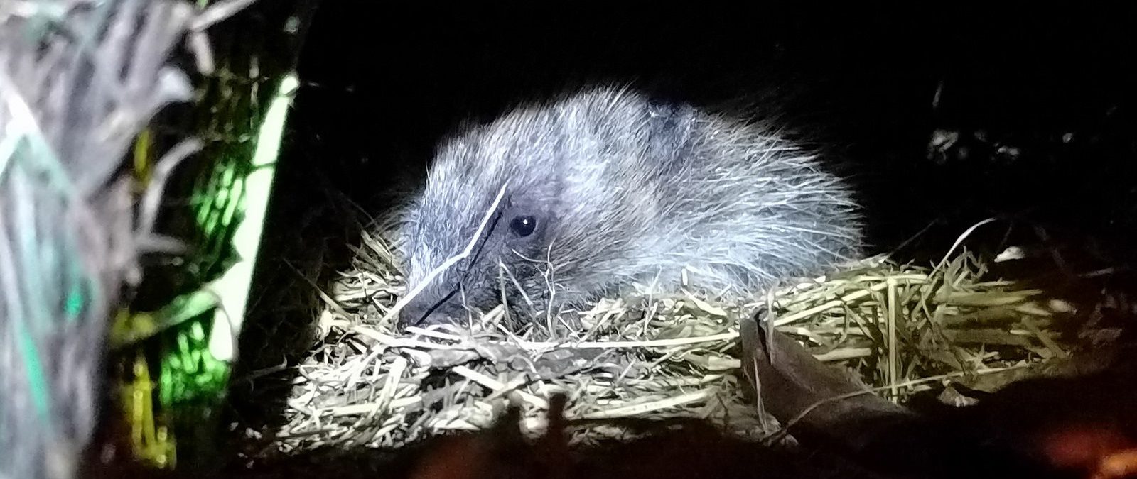 A hedgehog in its home