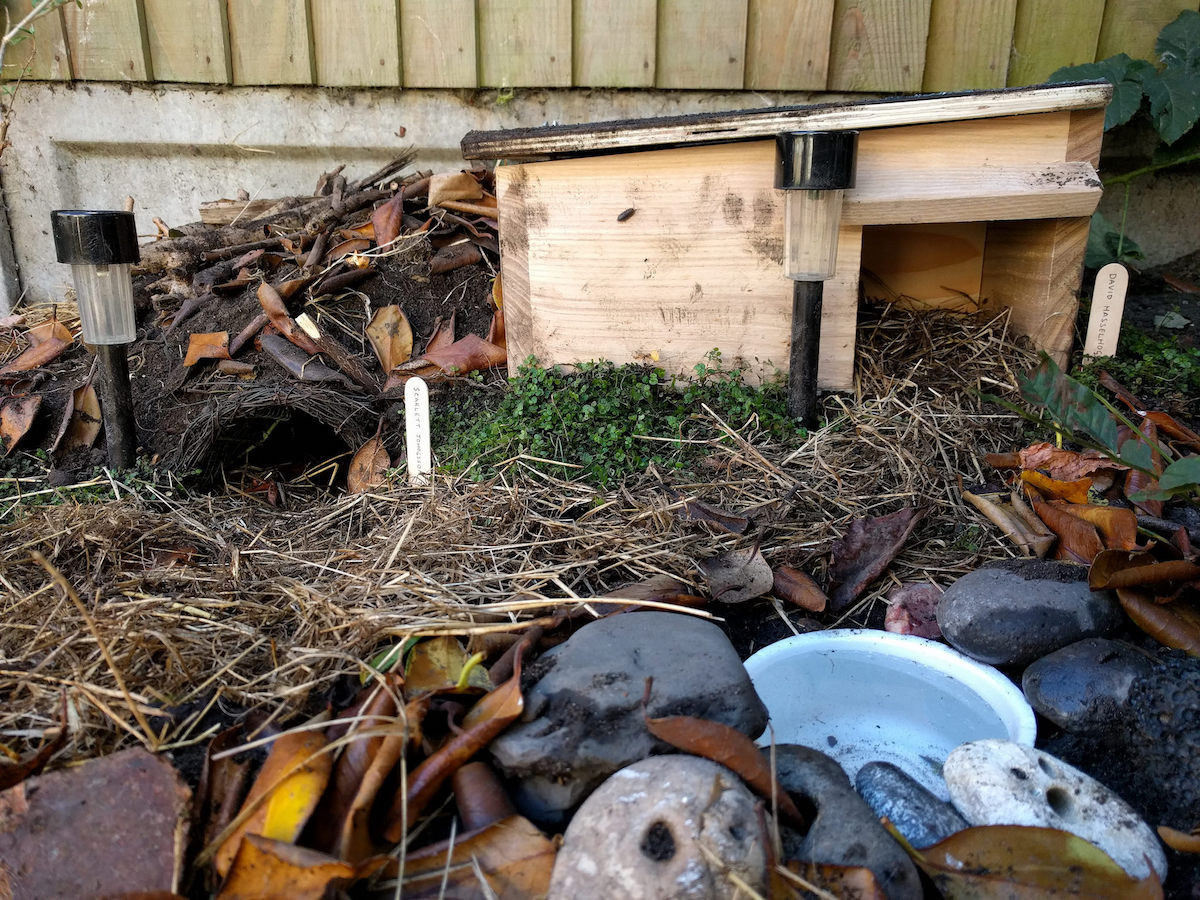 The homes I've set up for the hedgehogs