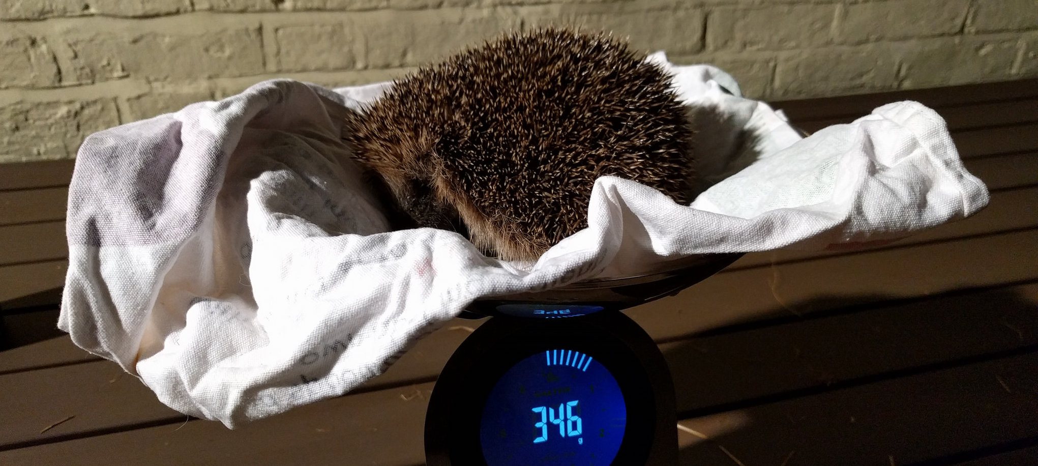 An underweight hedgehog